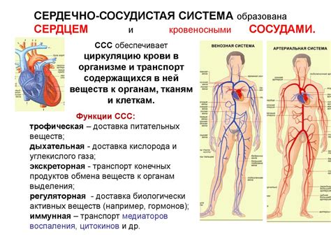 Пониженное давление и сердечно-сосудистая система