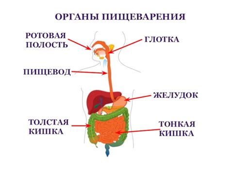 Пониженное пищеварение