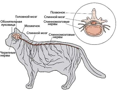 Понимание работы нервной системы кошки