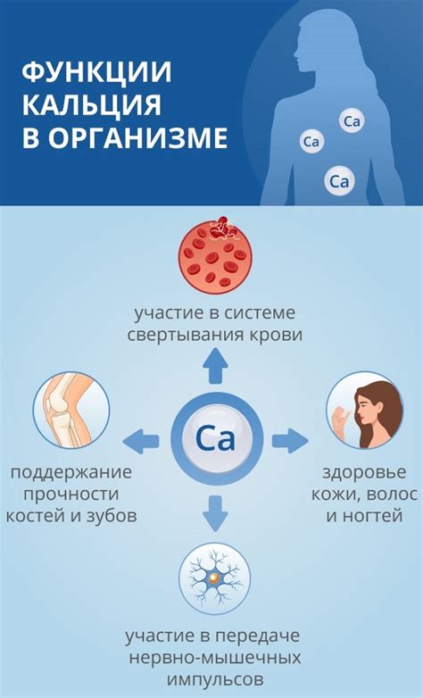 Понимание роли кальция в организме