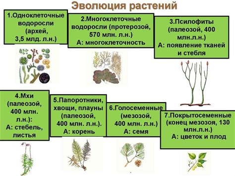 Понимание эволюции растений