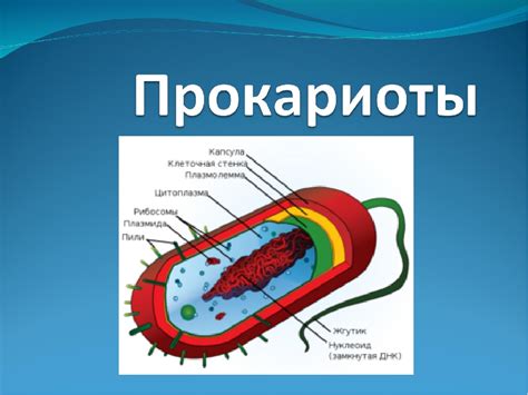 Понятие "прокариоты"