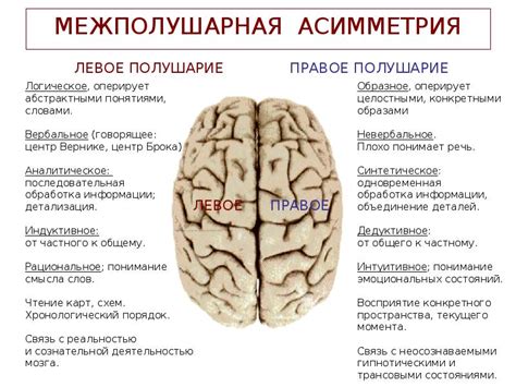 Понятие асимметрии мозга