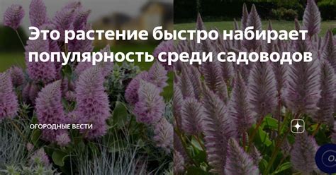 Популярность среди садоводов