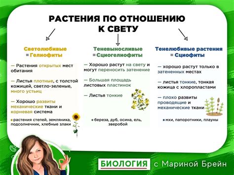 Популярные представители теневыносливых растений