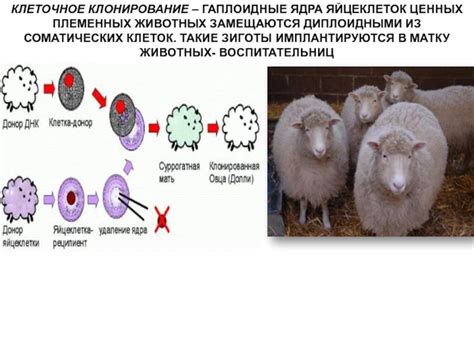 Популярные тематики в клонировании