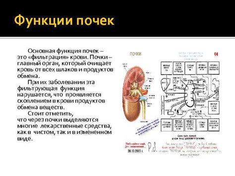 Породинки почек: основная информация