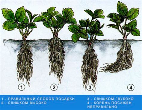 Посадка корня