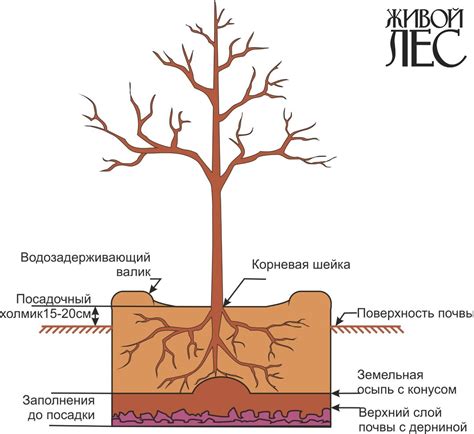 Посадка пересаженного куста