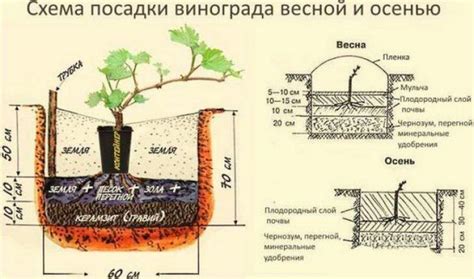 Посадка растения в правильное время