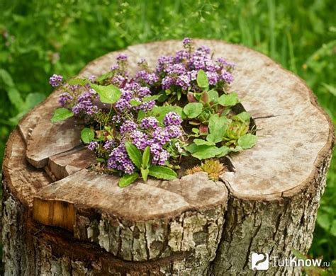 Посадка цветов в пень