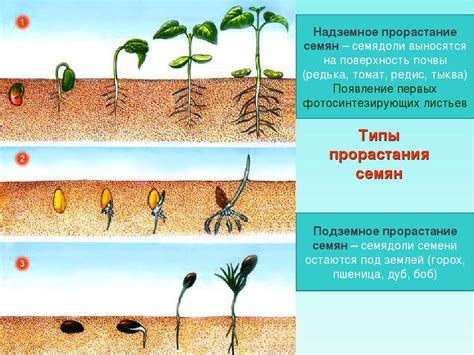 Посев и прорастание семян хлопка