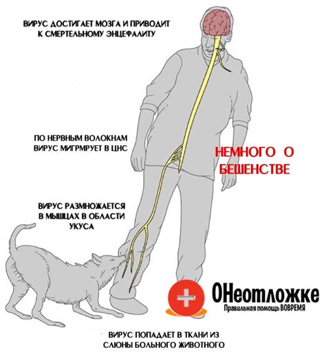 Последствия бешенства для организма