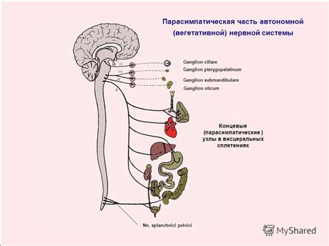 Последствия дисбаланса медиаторов в нервной системе