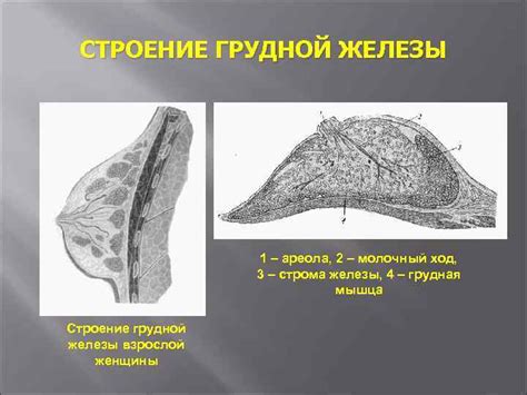 Последствия увеличения грудной железы