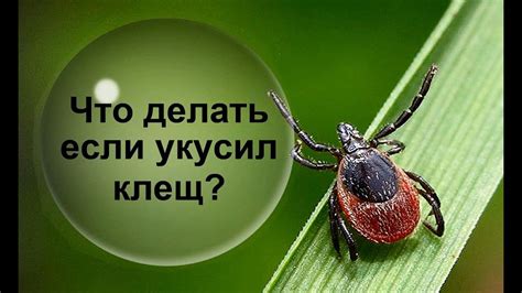 Последующий уход после удаления клеща