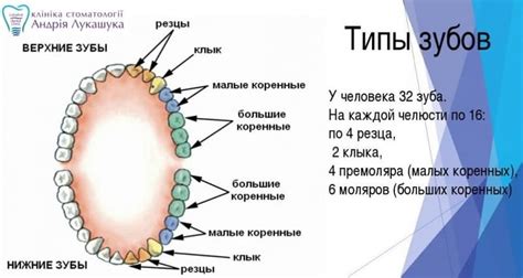 Постепенно добавляем остальные зубы