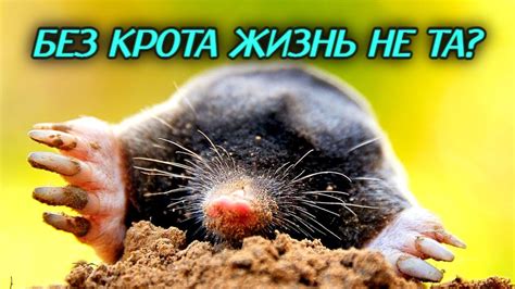 Построение кротовой ловушки