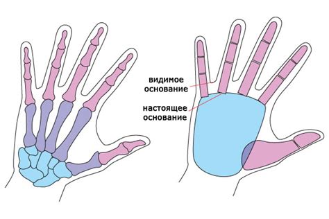 Построение схемы женской руки