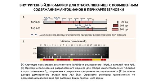 Постройка ДНК-маркера