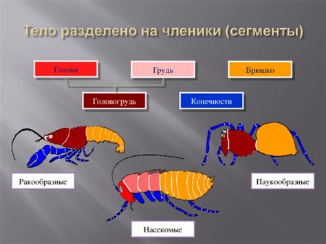 Постройте тело и конечности монстра