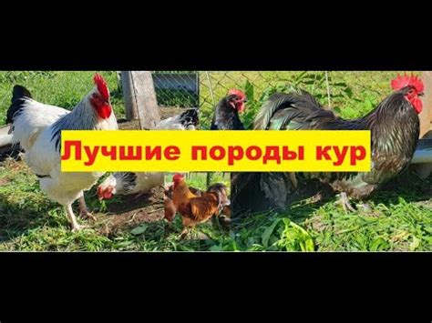 Постройте ферму для разведения кур