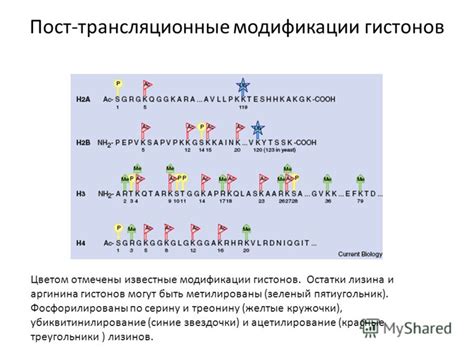 Пост-трансляционные модификации и изменение первичной структуры