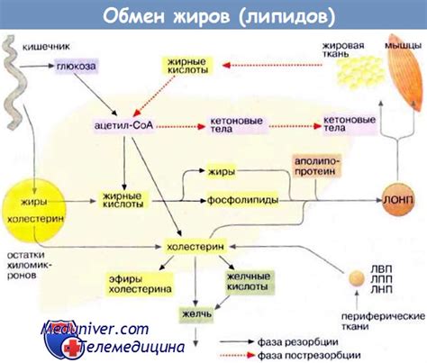 Потенциальные проблемы при недостатке жиров или липидов