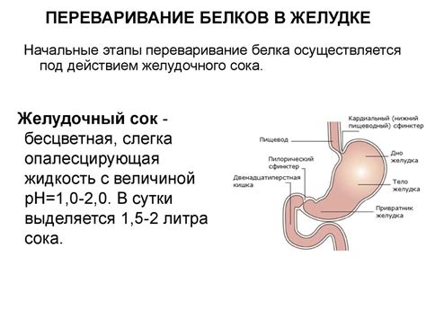 Потеря полезных веществ при переваривании