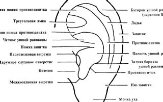 Потеря ушной раковины