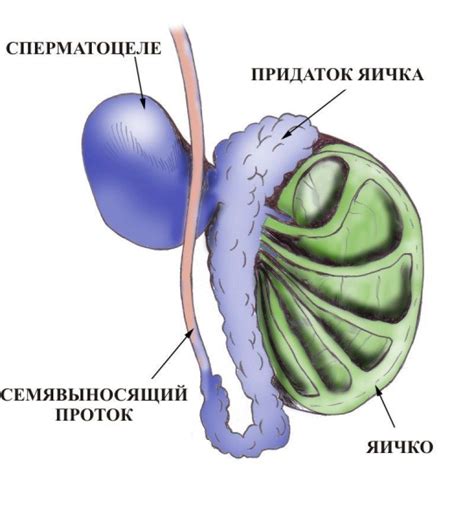 Потливость яичек у мужчин