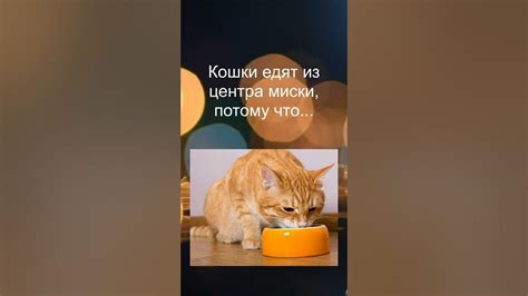 Потому кошки едят