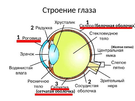 Потому что наши глаза не могут адаптироваться к низкому уровню освещения