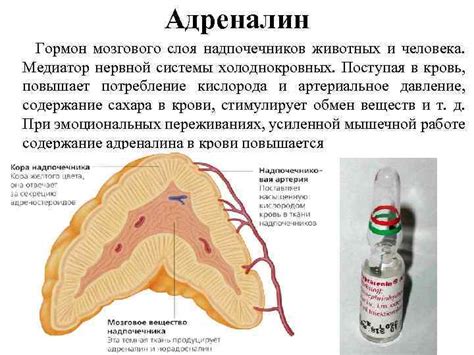 Потребность в повышении адреналина