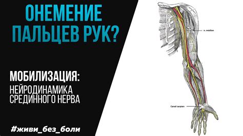 Похолодание рук и пальцев