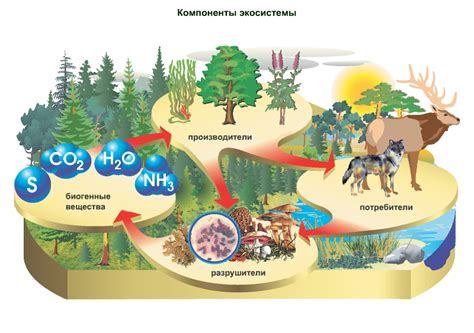 Почва - базовый компонент экосистем