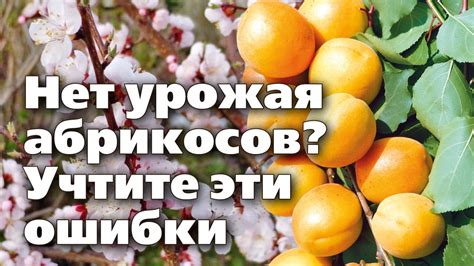 Почему абрикос не цветет