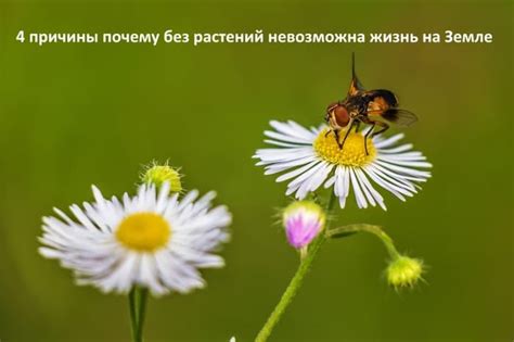 Почему без воздуха невозможна жизнь?