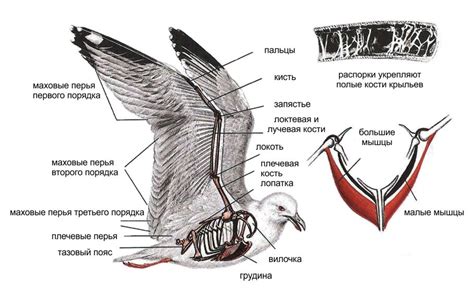 Почему важен уход за крыльями птиц