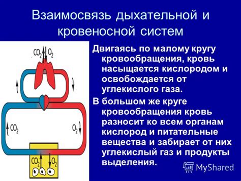 Почему важна взаимосвязь дыхательной и сердечно-сосудистой систем