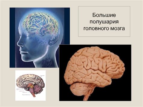 Почему важно объединять полушария головного мозга