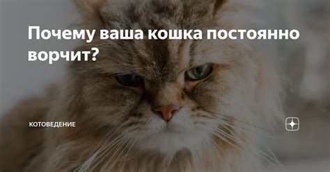 Почему ваша шея так привлекательна для котенка?