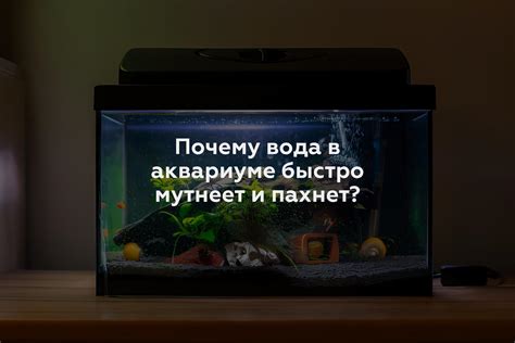 Почему вода в аквариуме с петушком может стать мутной?