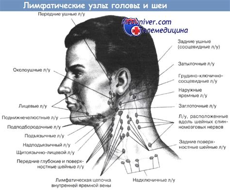 Почему возникают увеличенные лимфоузлы на шее сзади