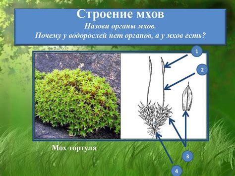 Почему гаметофитами называются побеги мхов?