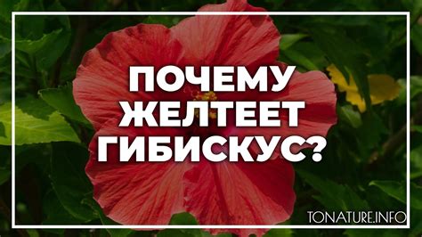 Почему гибискус желтеет летом?