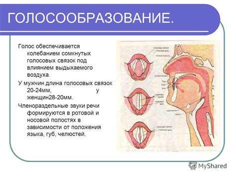 Почему голосовые связки напрягаются при шепоте