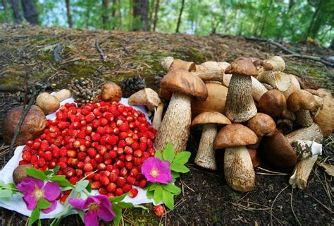 Почему грибы меняются с годами