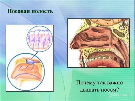 Почему детская носовая проблема так актуальна: причины и возможности помочь