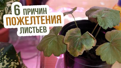 Почему желтеют листья у щучьего хвоста